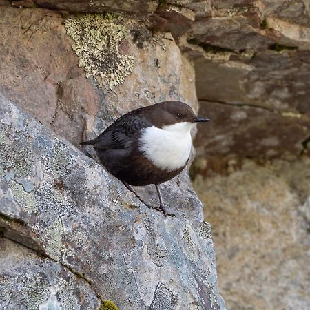 14 - Fulufjellets Nasjonalparker - Natur-, Dyre- Og Fugleopplevelser Trysil Εξωτερικό φωτογραφία