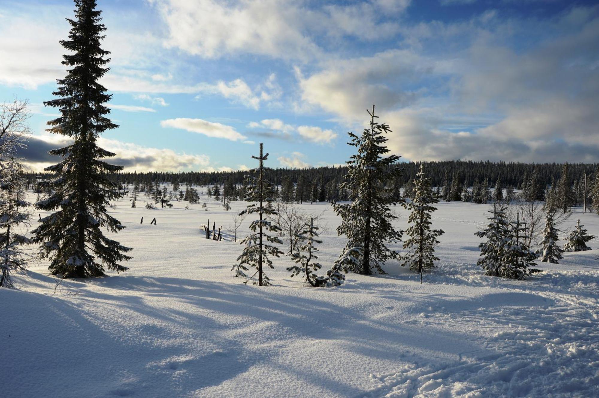 14 - Fulufjellets Nasjonalparker - Natur-, Dyre- Og Fugleopplevelser Trysil Εξωτερικό φωτογραφία