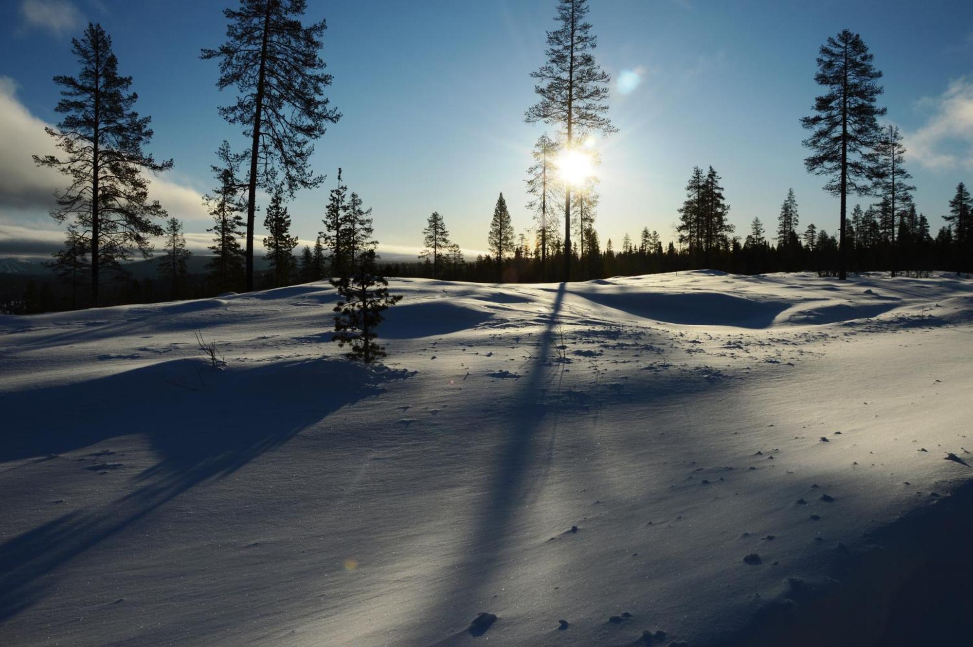 14 - Fulufjellets Nasjonalparker - Natur-, Dyre- Og Fugleopplevelser Trysil Εξωτερικό φωτογραφία