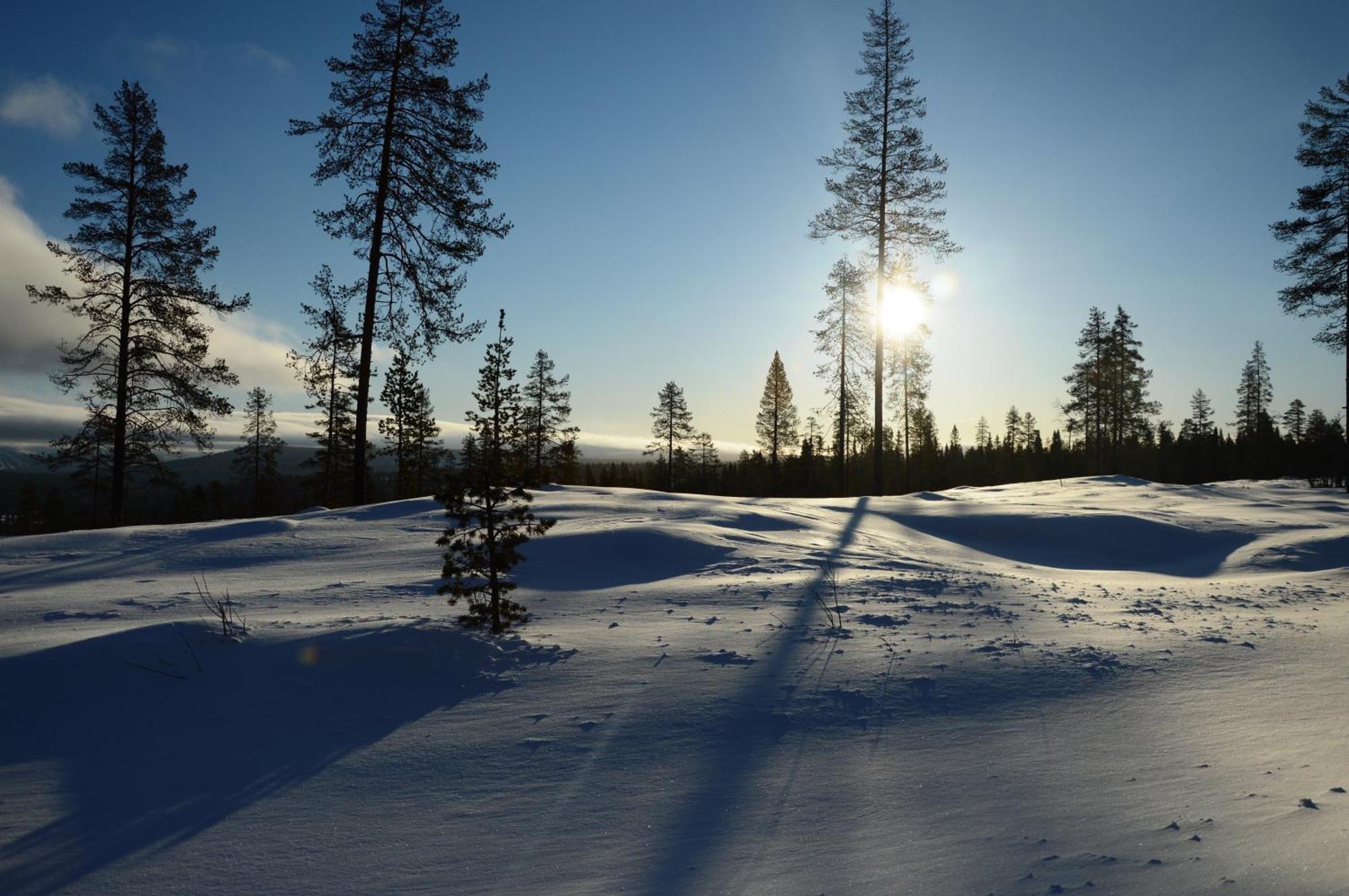 14 - Fulufjellets Nasjonalparker - Natur-, Dyre- Og Fugleopplevelser Trysil Εξωτερικό φωτογραφία
