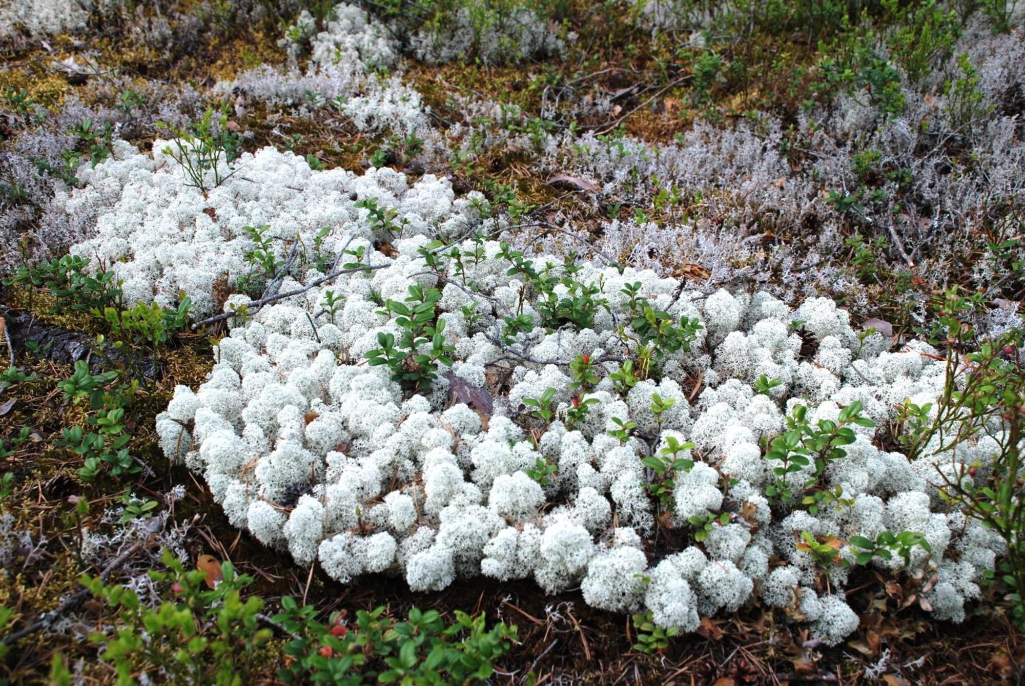 14 - Fulufjellets Nasjonalparker - Natur-, Dyre- Og Fugleopplevelser Trysil Εξωτερικό φωτογραφία
