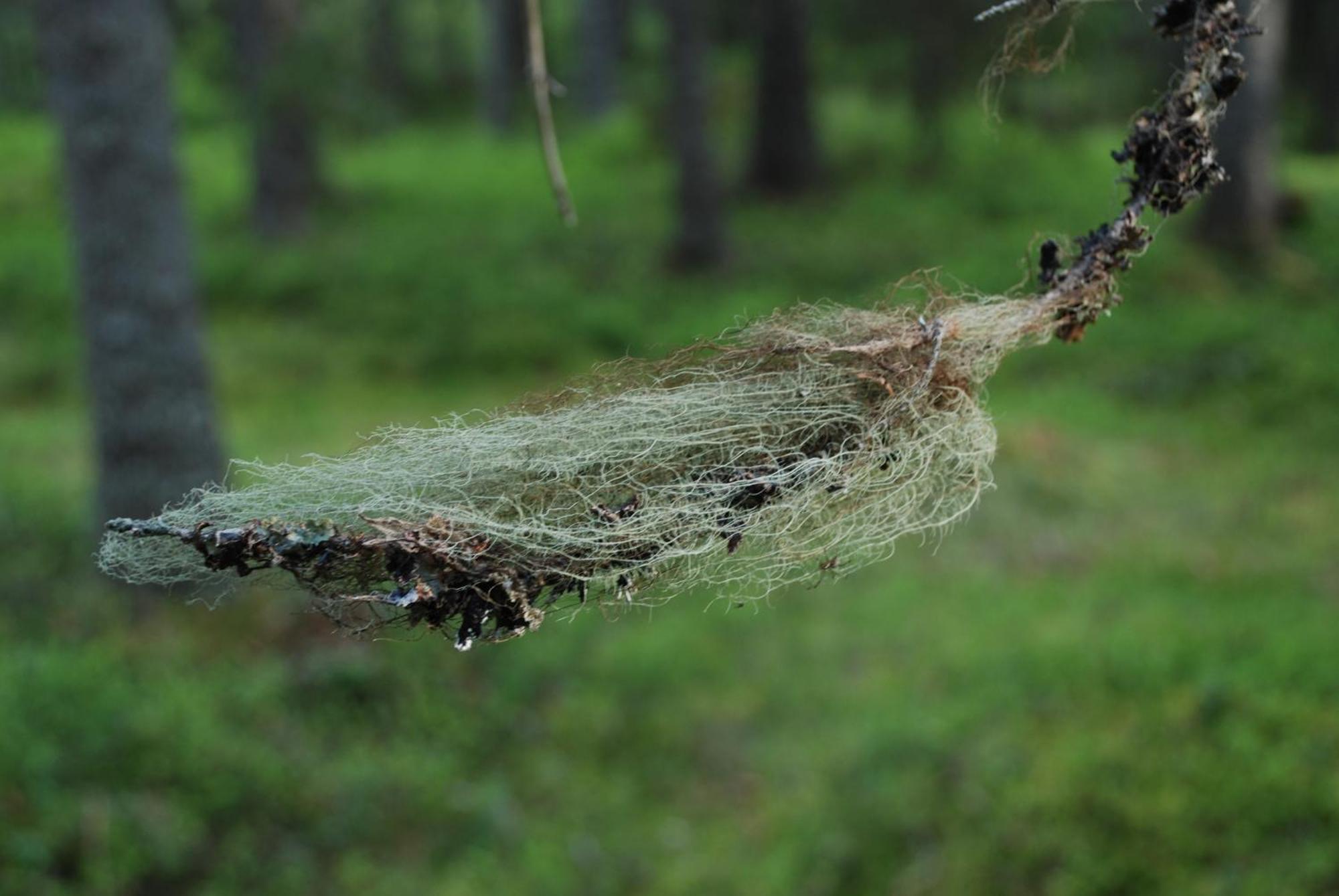 14 - Fulufjellets Nasjonalparker - Natur-, Dyre- Og Fugleopplevelser Trysil Εξωτερικό φωτογραφία