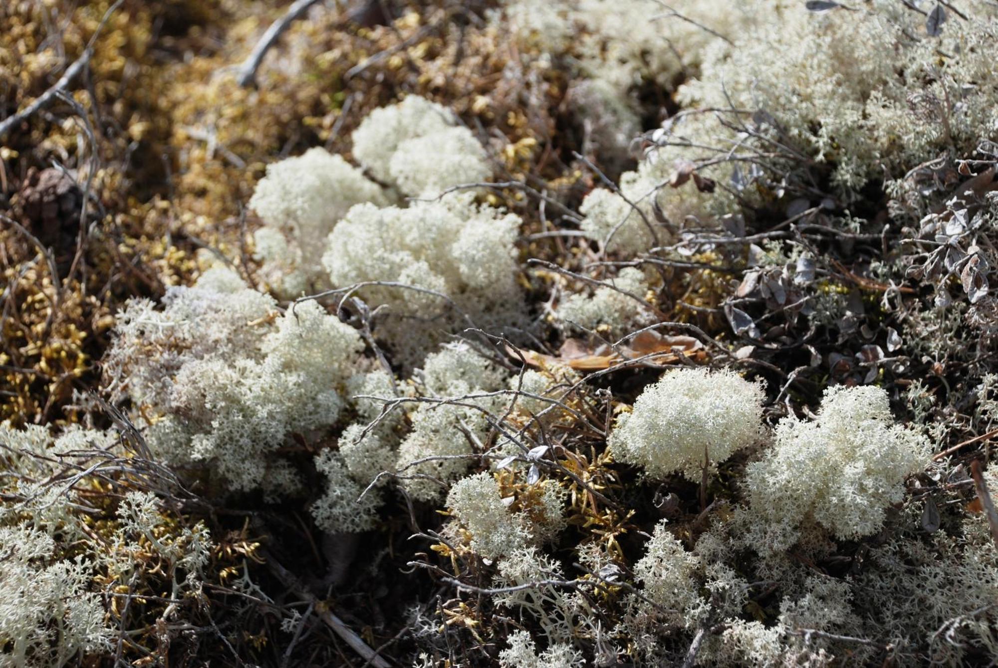 14 - Fulufjellets Nasjonalparker - Natur-, Dyre- Og Fugleopplevelser Trysil Εξωτερικό φωτογραφία