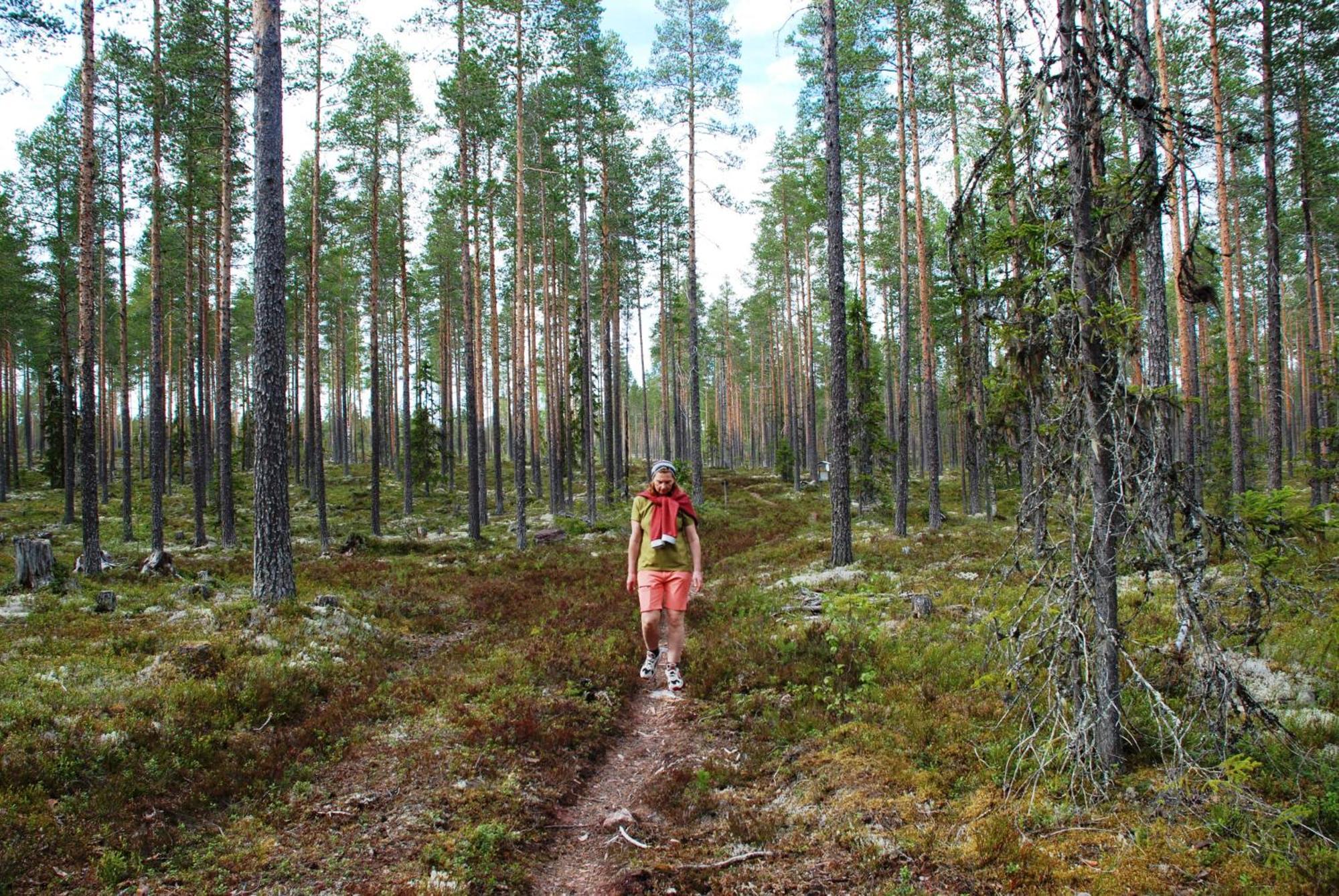 14 - Fulufjellets Nasjonalparker - Natur-, Dyre- Og Fugleopplevelser Trysil Εξωτερικό φωτογραφία