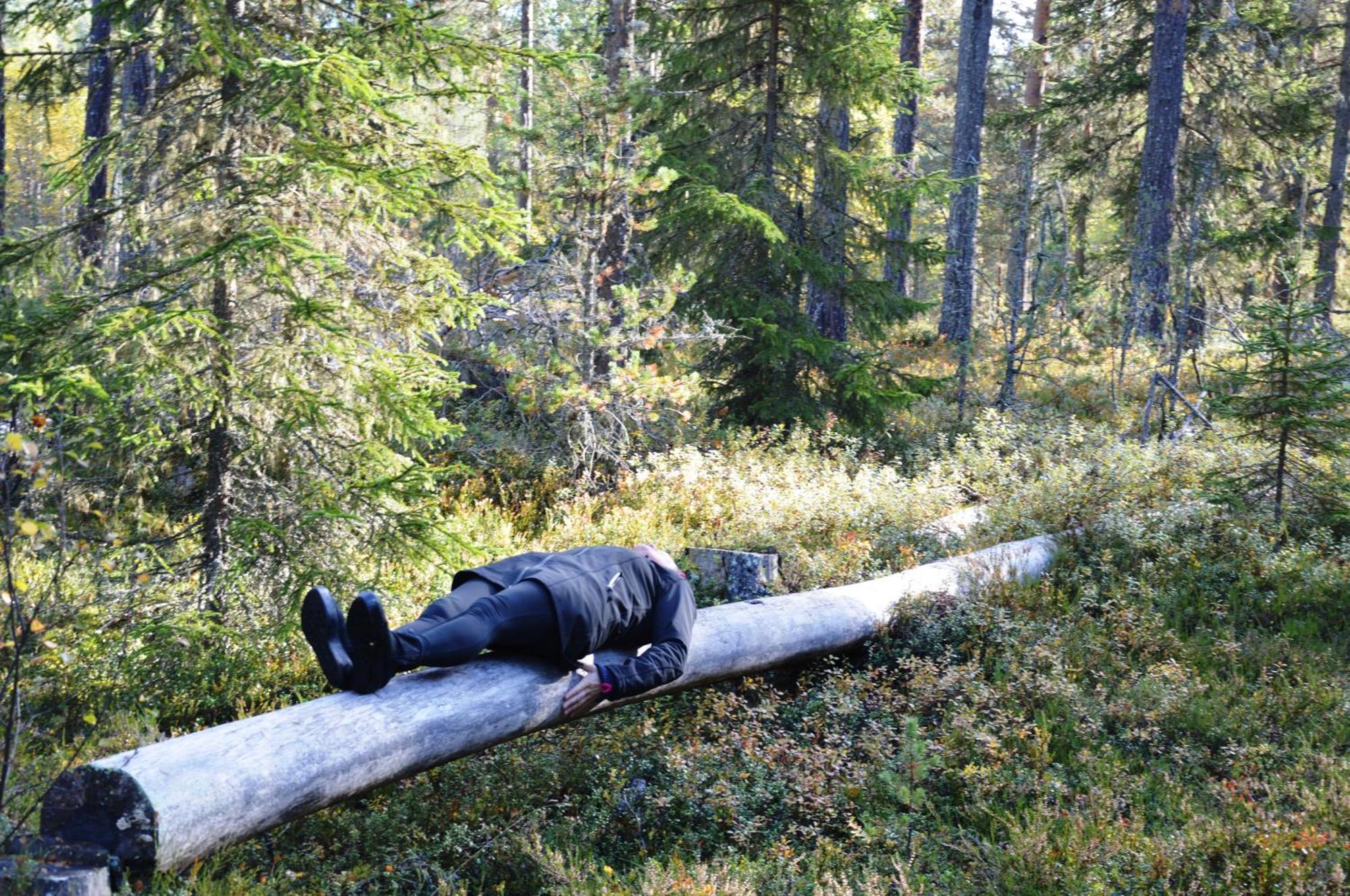 14 - Fulufjellets Nasjonalparker - Natur-, Dyre- Og Fugleopplevelser Trysil Εξωτερικό φωτογραφία
