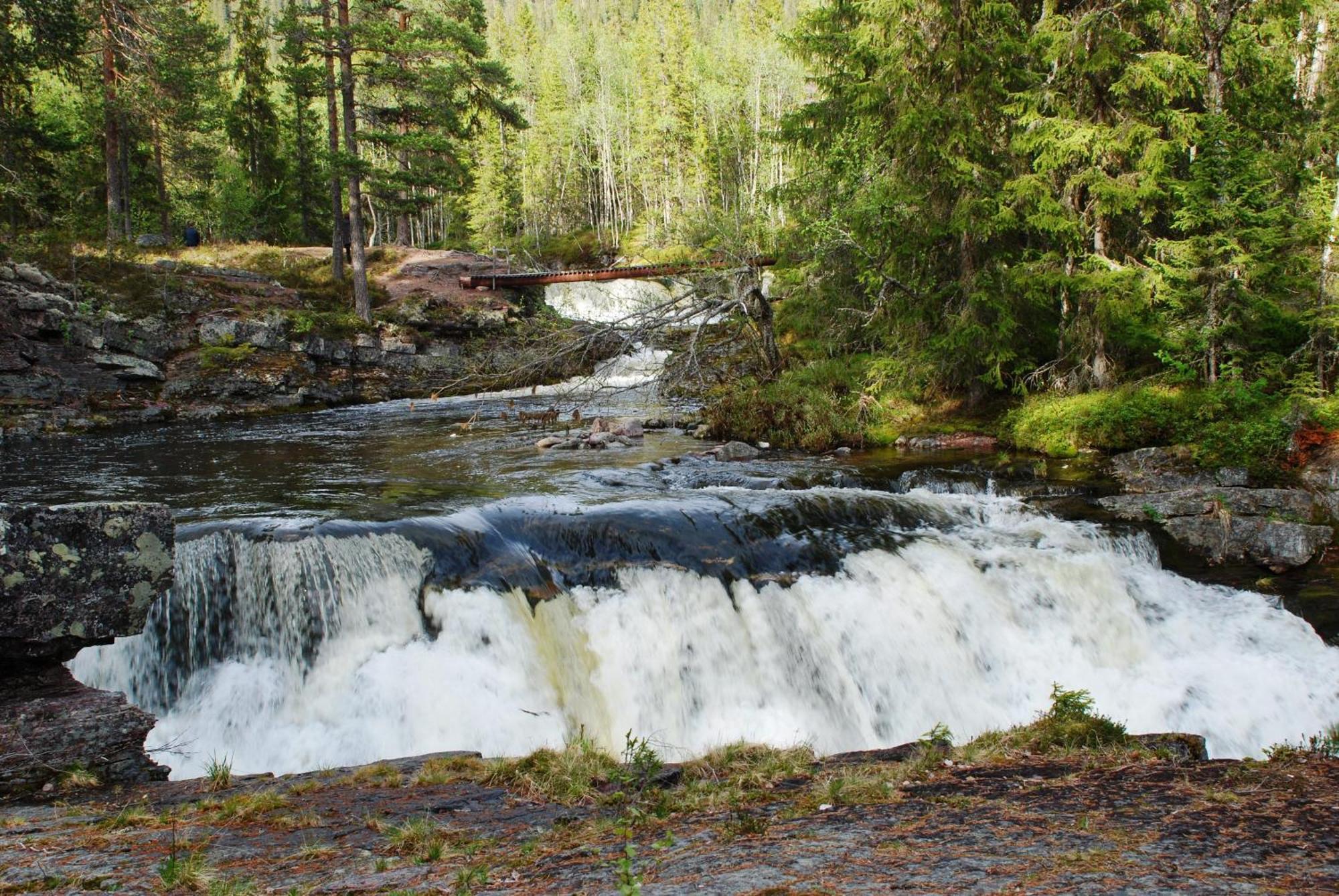 14 - Fulufjellets Nasjonalparker - Natur-, Dyre- Og Fugleopplevelser Trysil Εξωτερικό φωτογραφία