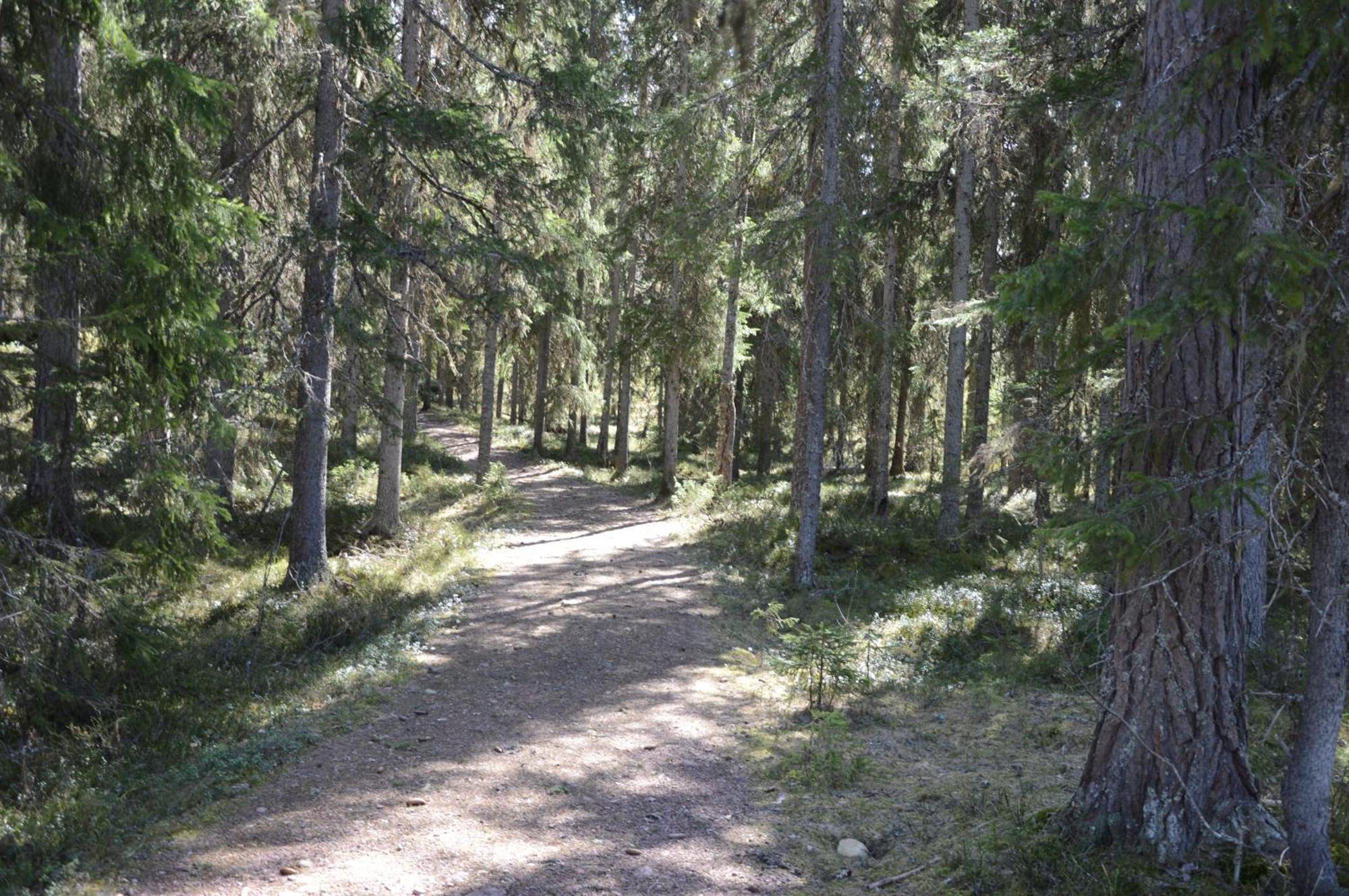 14 - Fulufjellets Nasjonalparker - Natur-, Dyre- Og Fugleopplevelser Trysil Εξωτερικό φωτογραφία