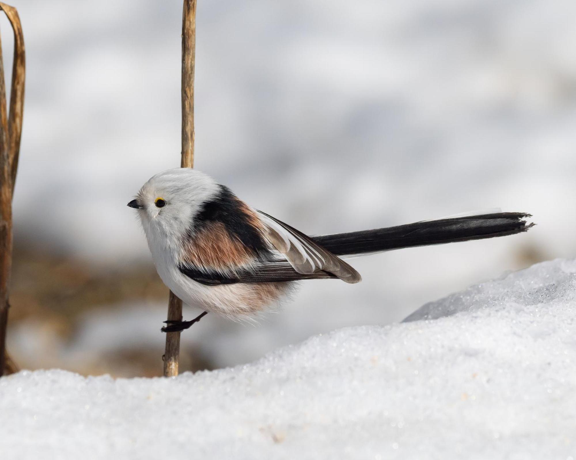14 - Fulufjellets Nasjonalparker - Natur-, Dyre- Og Fugleopplevelser Trysil Εξωτερικό φωτογραφία