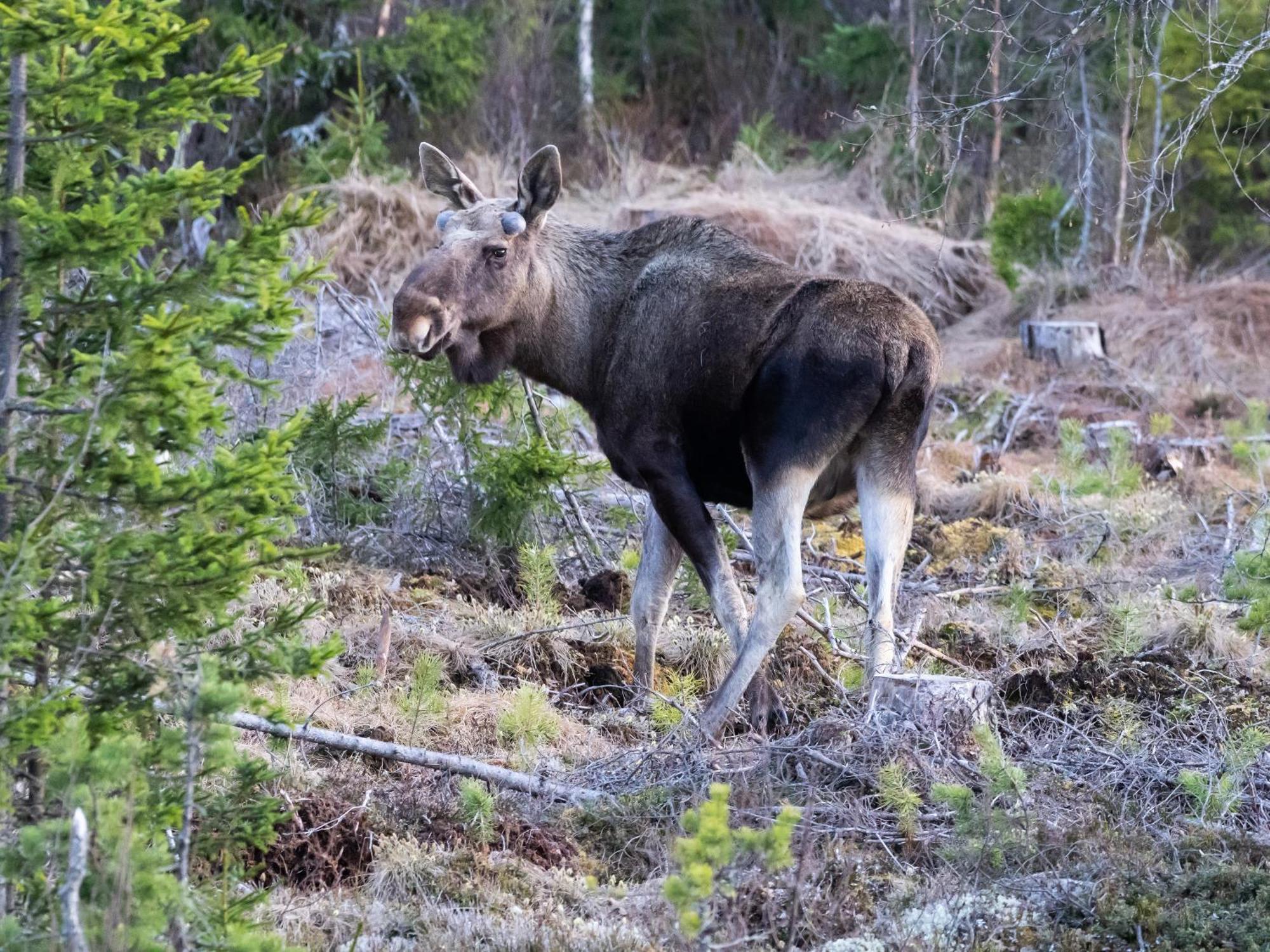 14 - Fulufjellets Nasjonalparker - Natur-, Dyre- Og Fugleopplevelser Trysil Εξωτερικό φωτογραφία